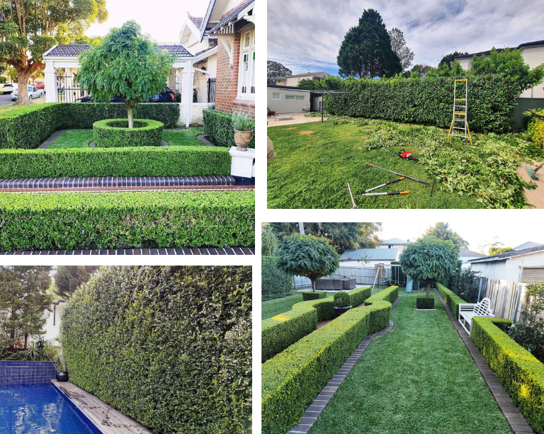 Hedge Trimming