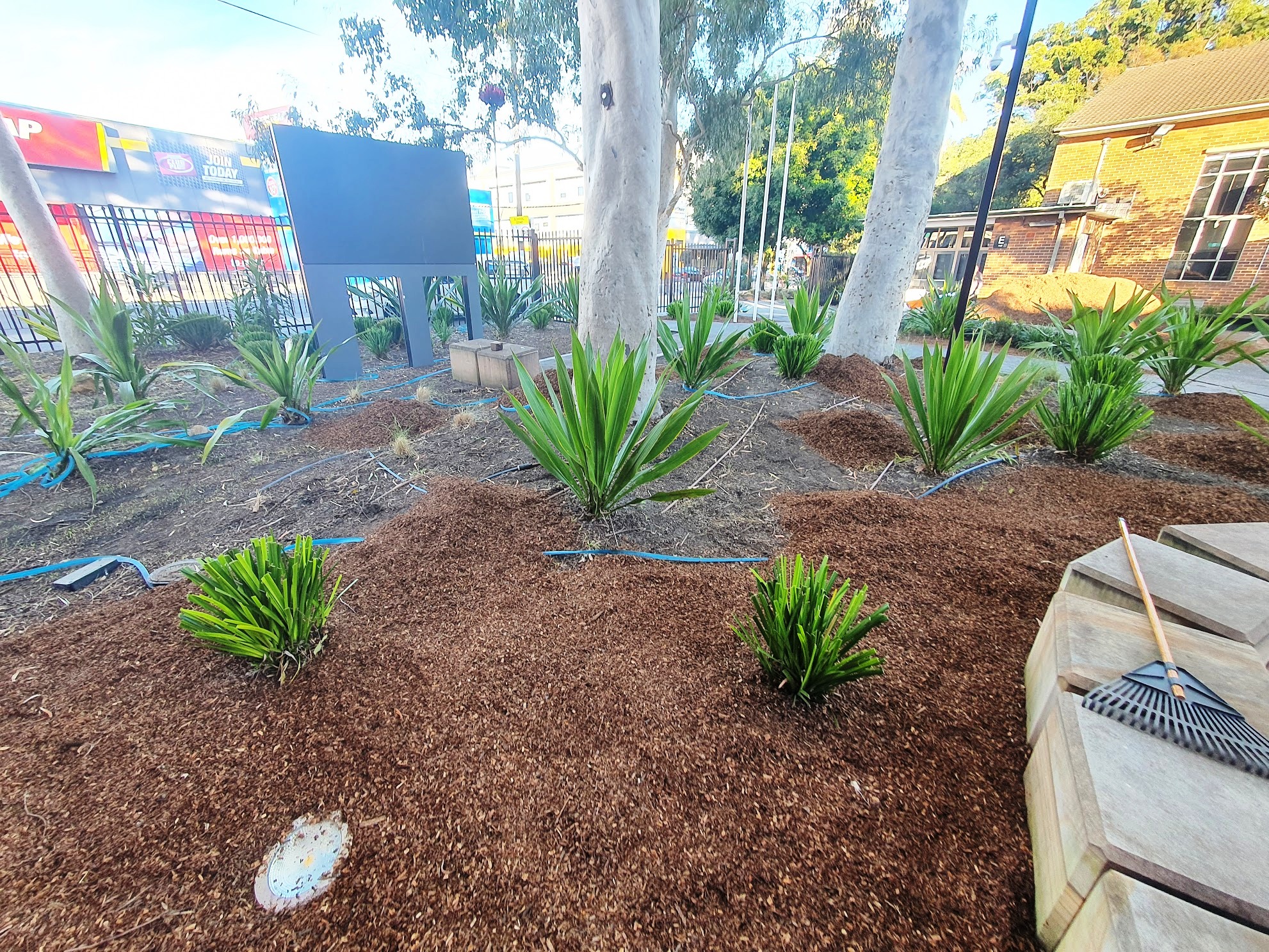 planting