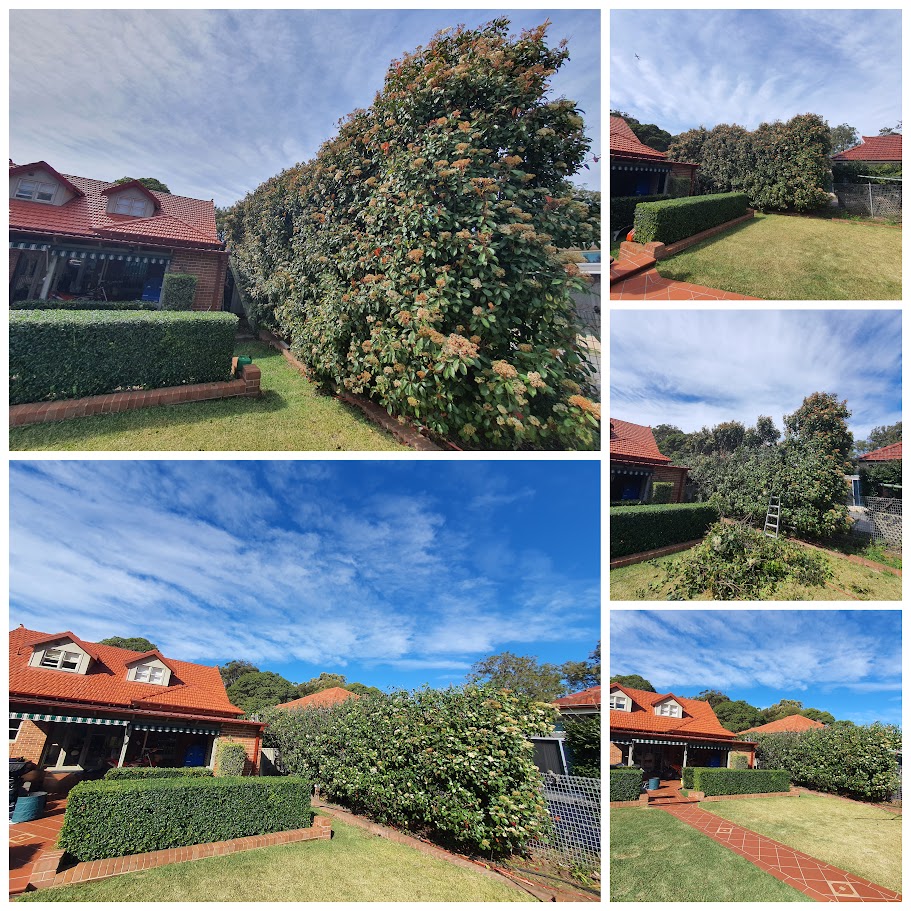 before and after garden photos 7