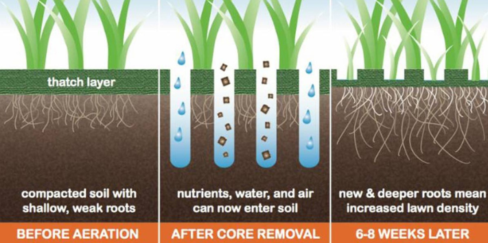 Expert lawn care inner west sydney