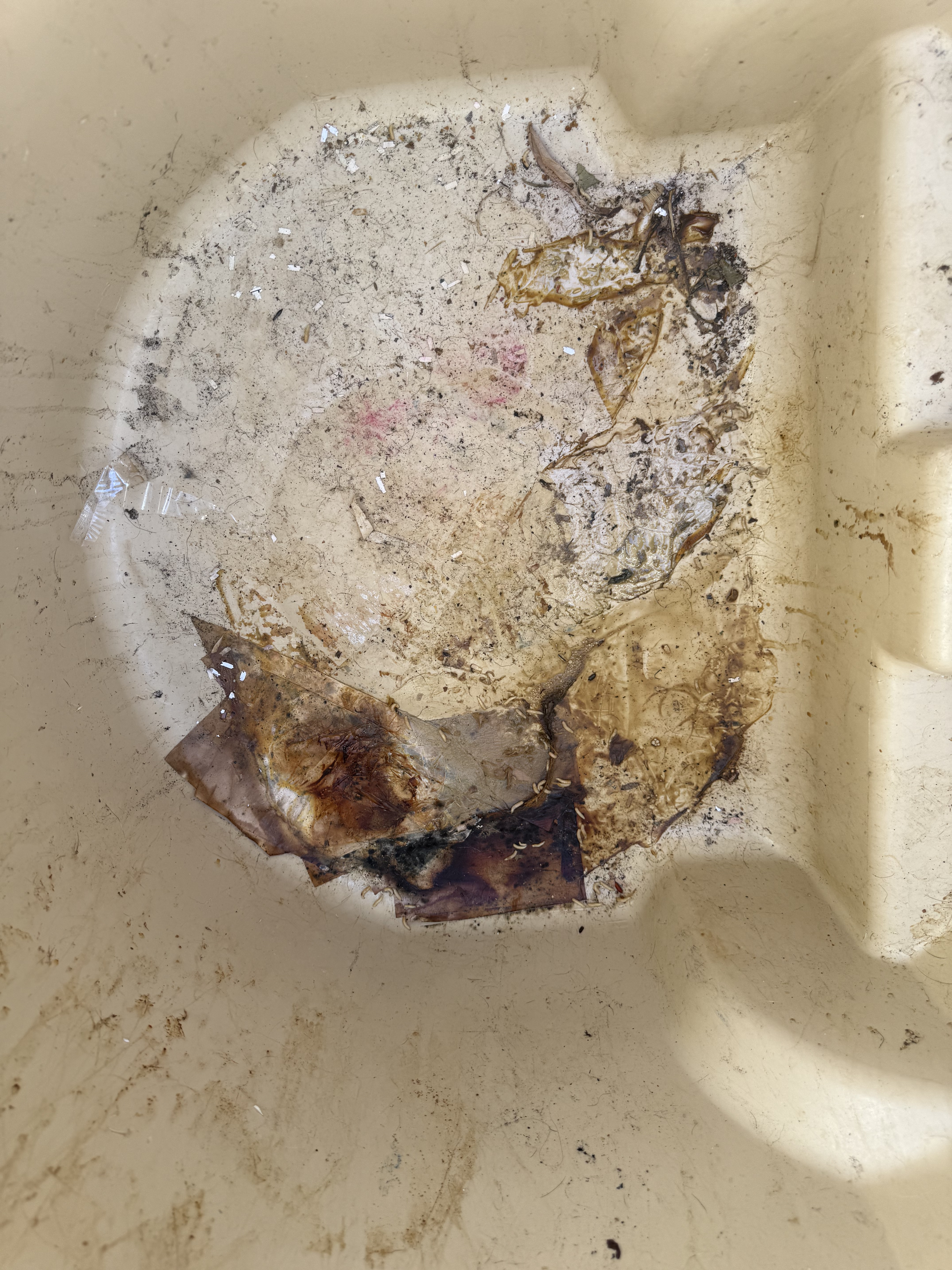 dirty tan trash can with maggots dirt and grime inside