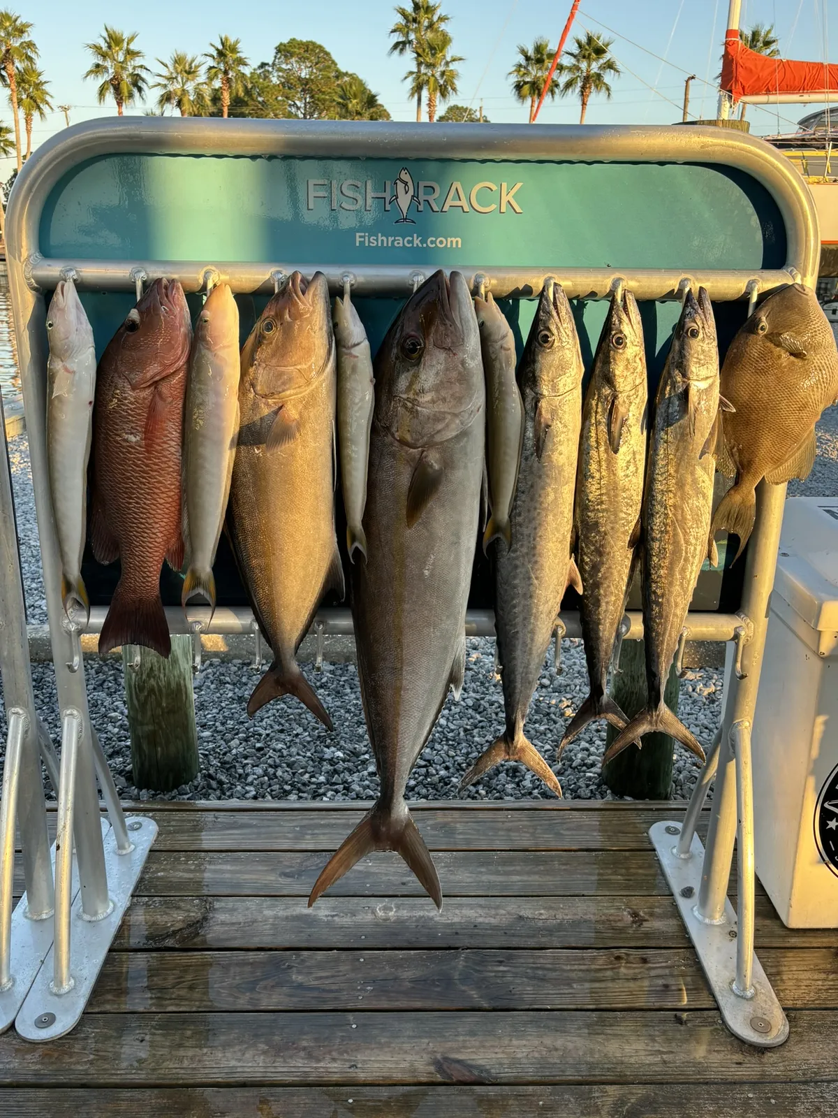 Anglers holding red snapper during Florida Gulf snapper season