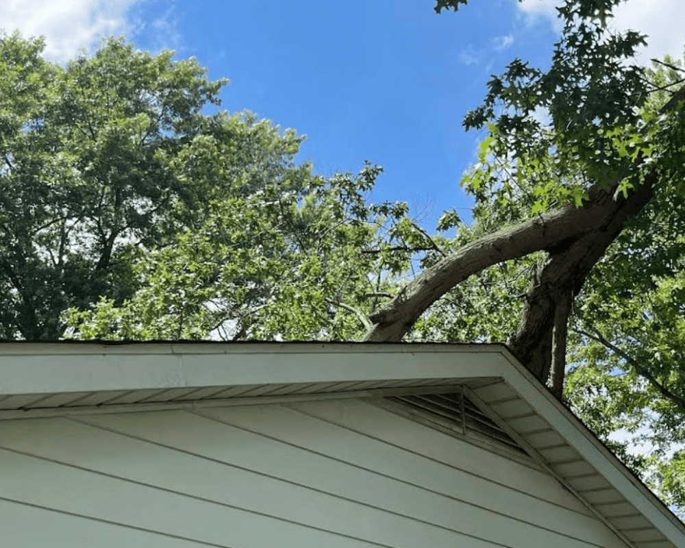 Tree Removal From Roofs