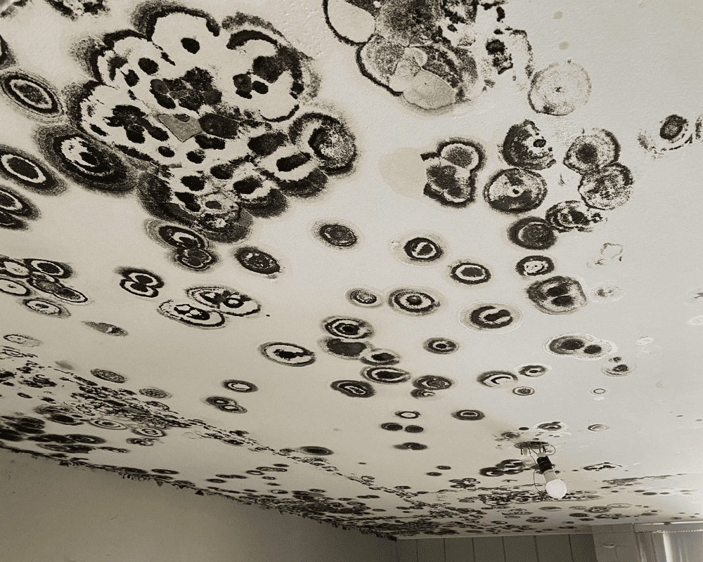 Mold Remediation