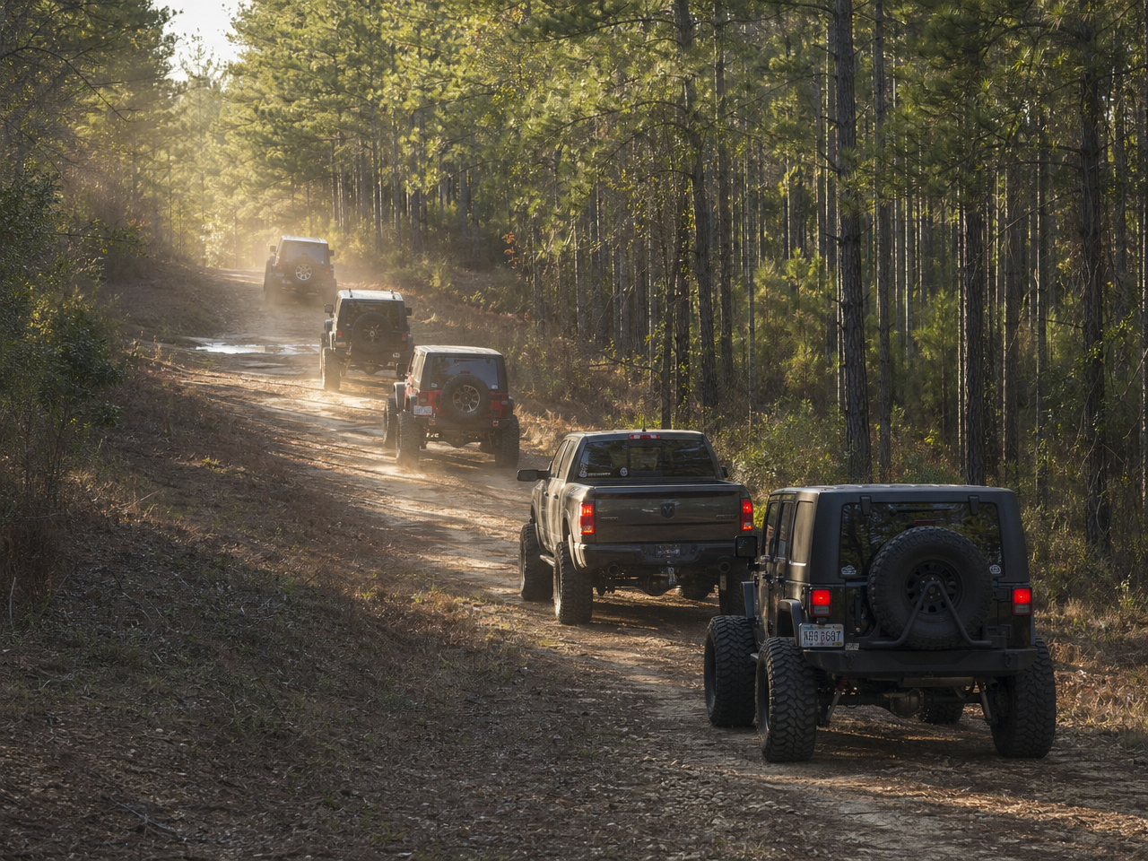 Convoy of lifted Jeeps and trucks in a line on a dirt trail through East Texas pine forest