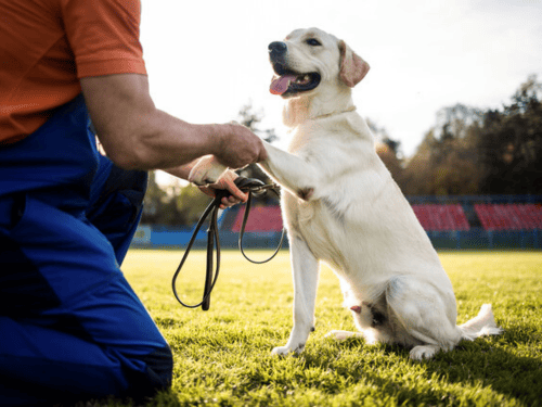 Dog Trainers