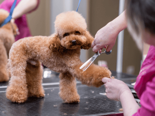 Dog Groomers