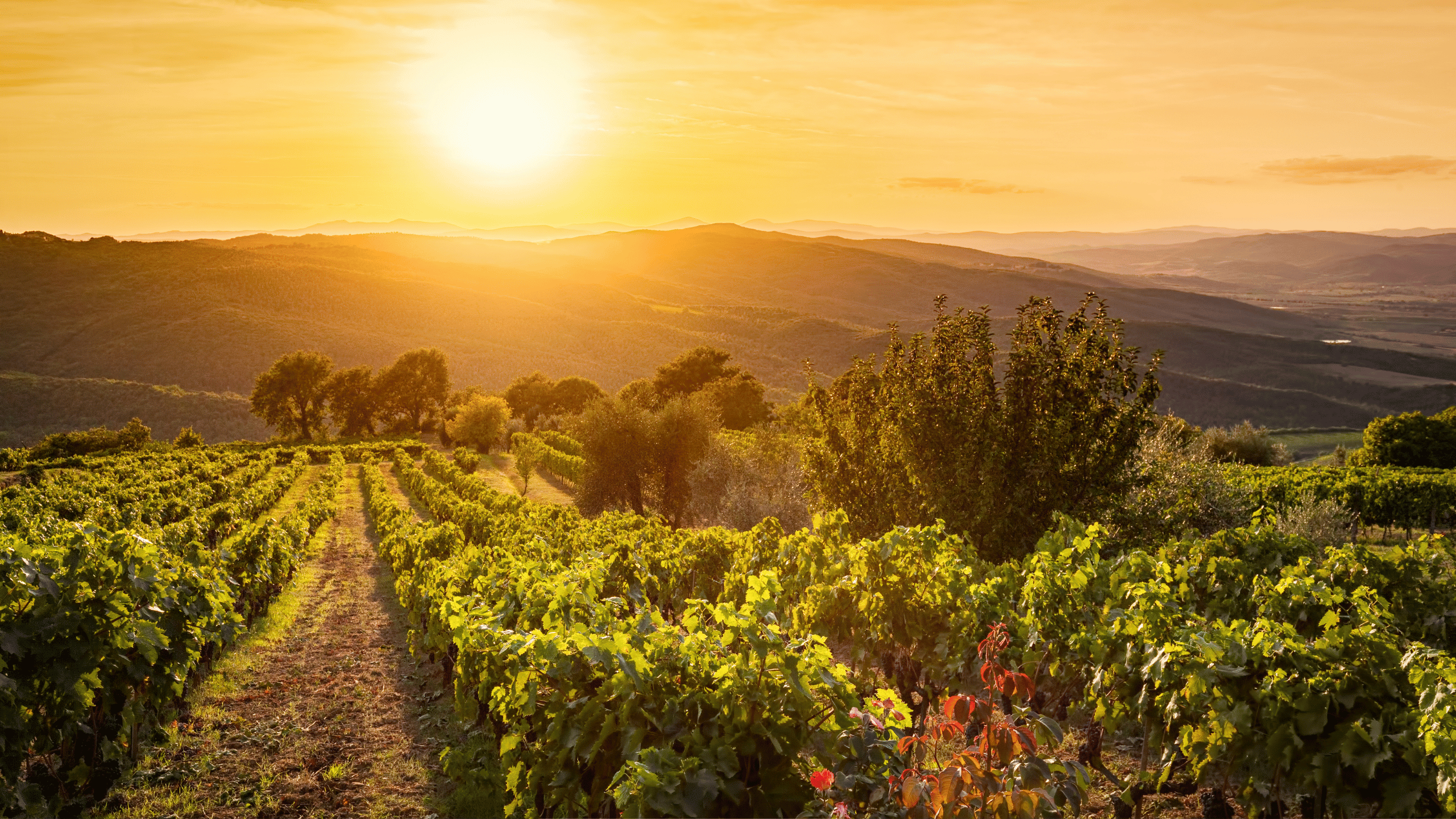 Tuscany vineyard sunset