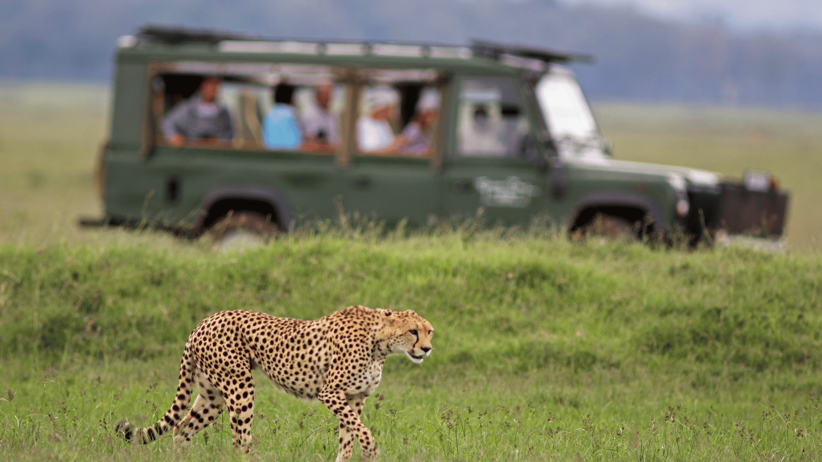 An African Safari in Kenya or South Africa An African Safari in Kenya or South Africa