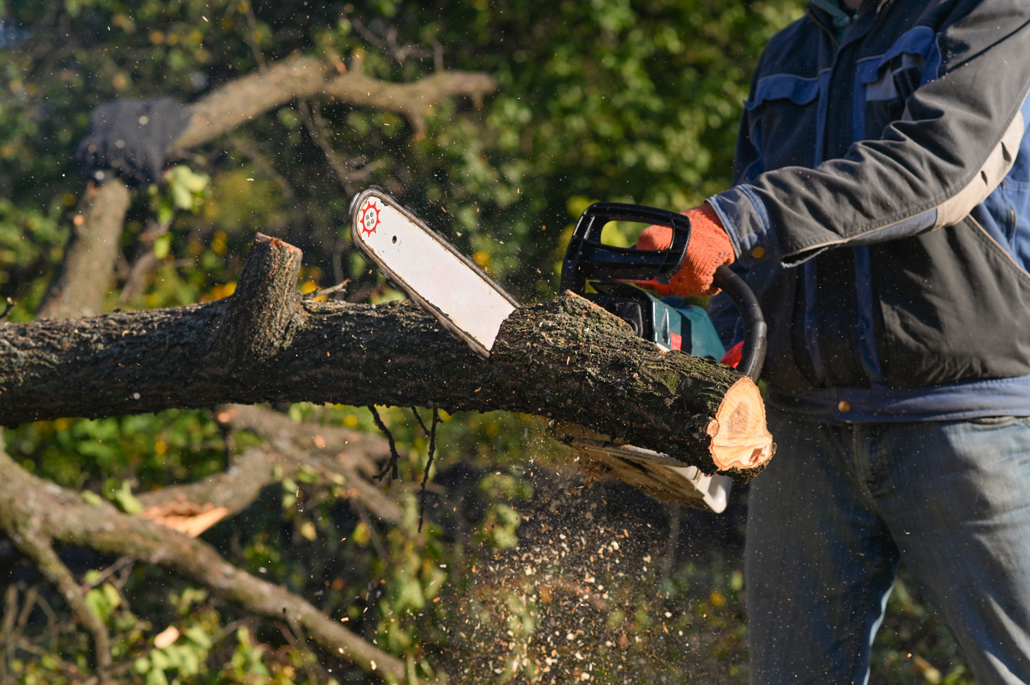 Chainsaw cutting tree closeup
