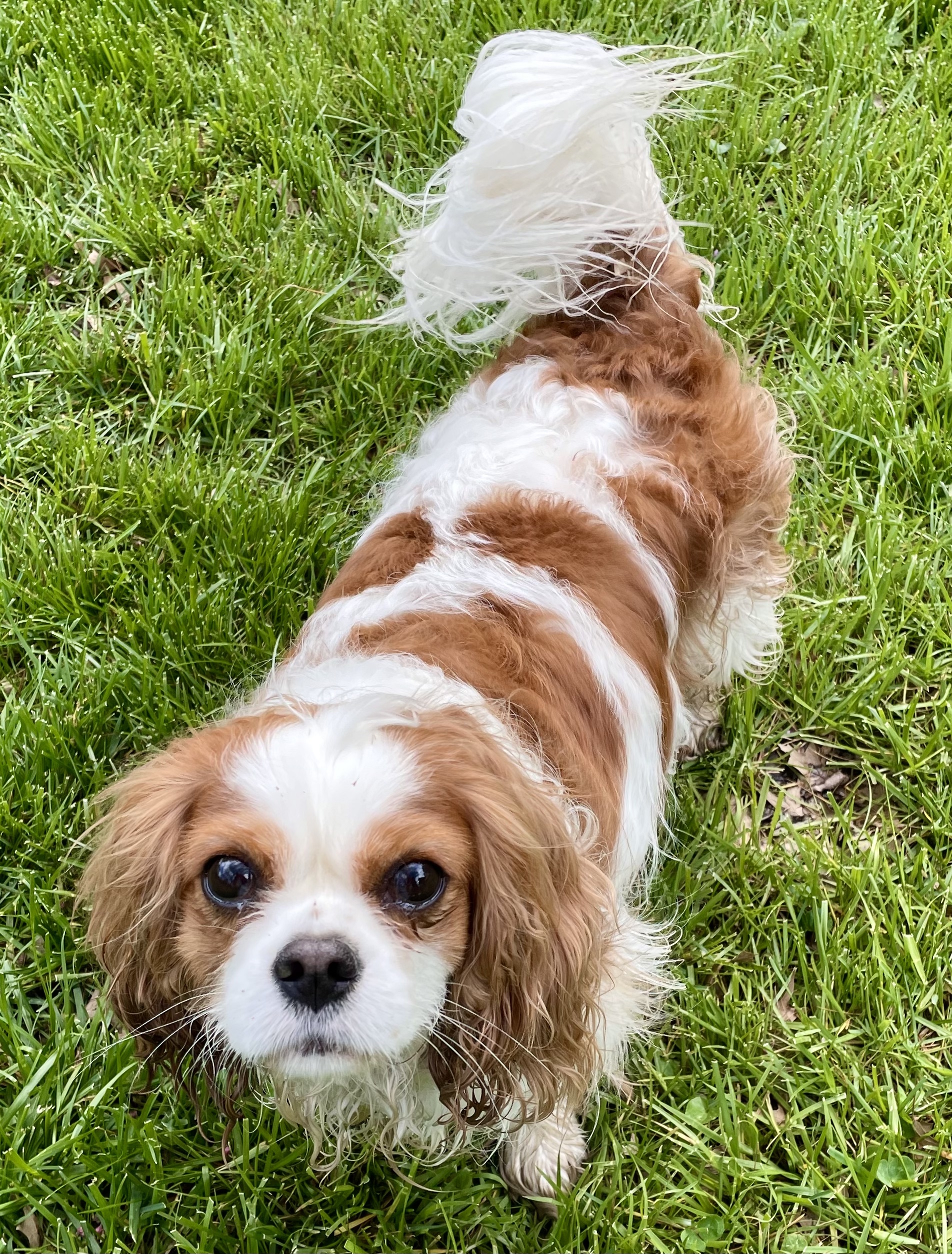 Kahuna cavalier king charles spaniel Villalba Law Firm