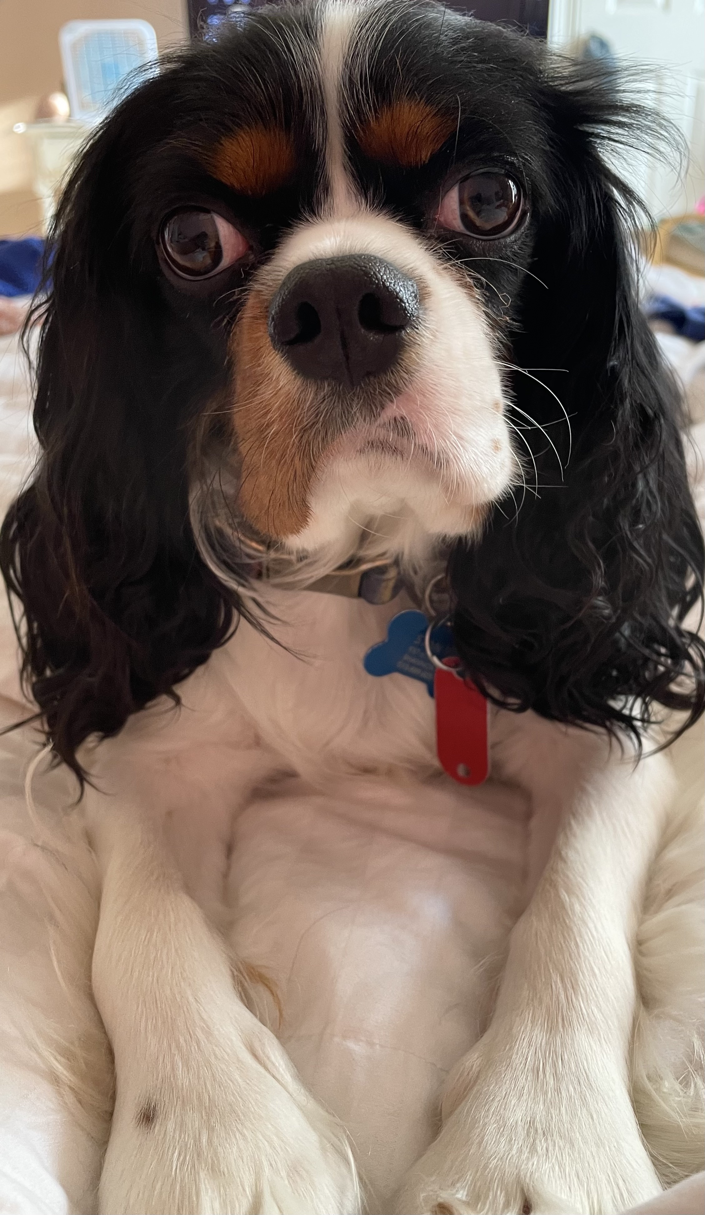 Frisky cavalier king charles spaniel villalba law firm