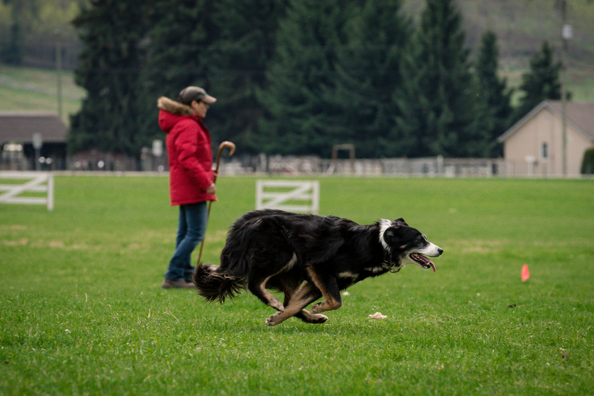 can-all-stock-dogs-compete