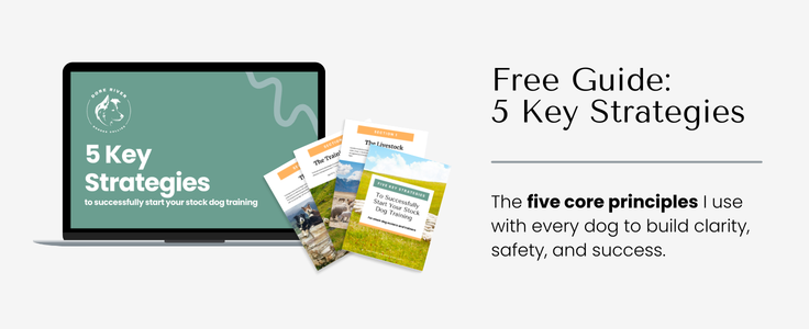 Five Key Strategies For Successful Training Sessions with your Stock Dog Five Key Strategies For Successful Training Sessions with your Stock Dog