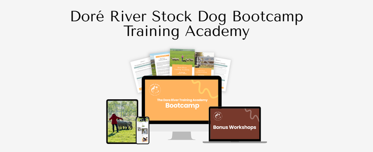 Stock Dog Bootcamp