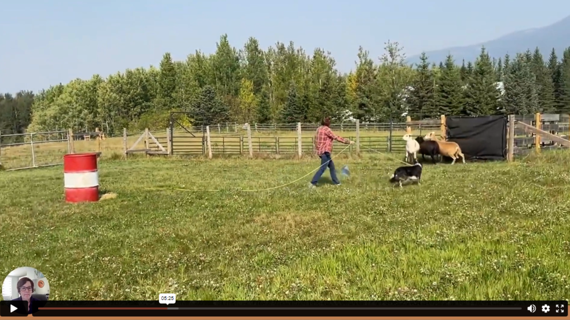 online sheepdog school