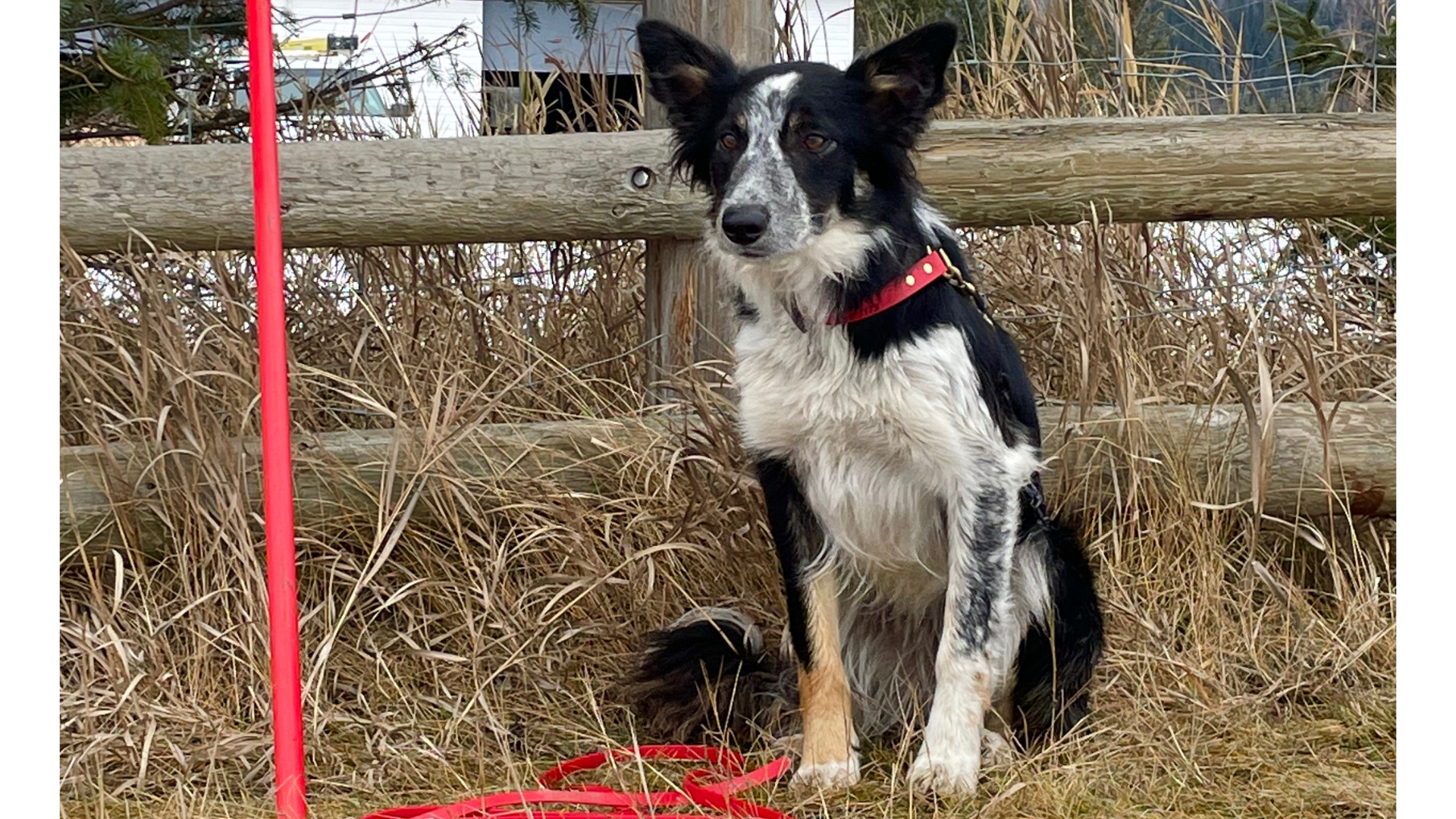 sheep dog with long line