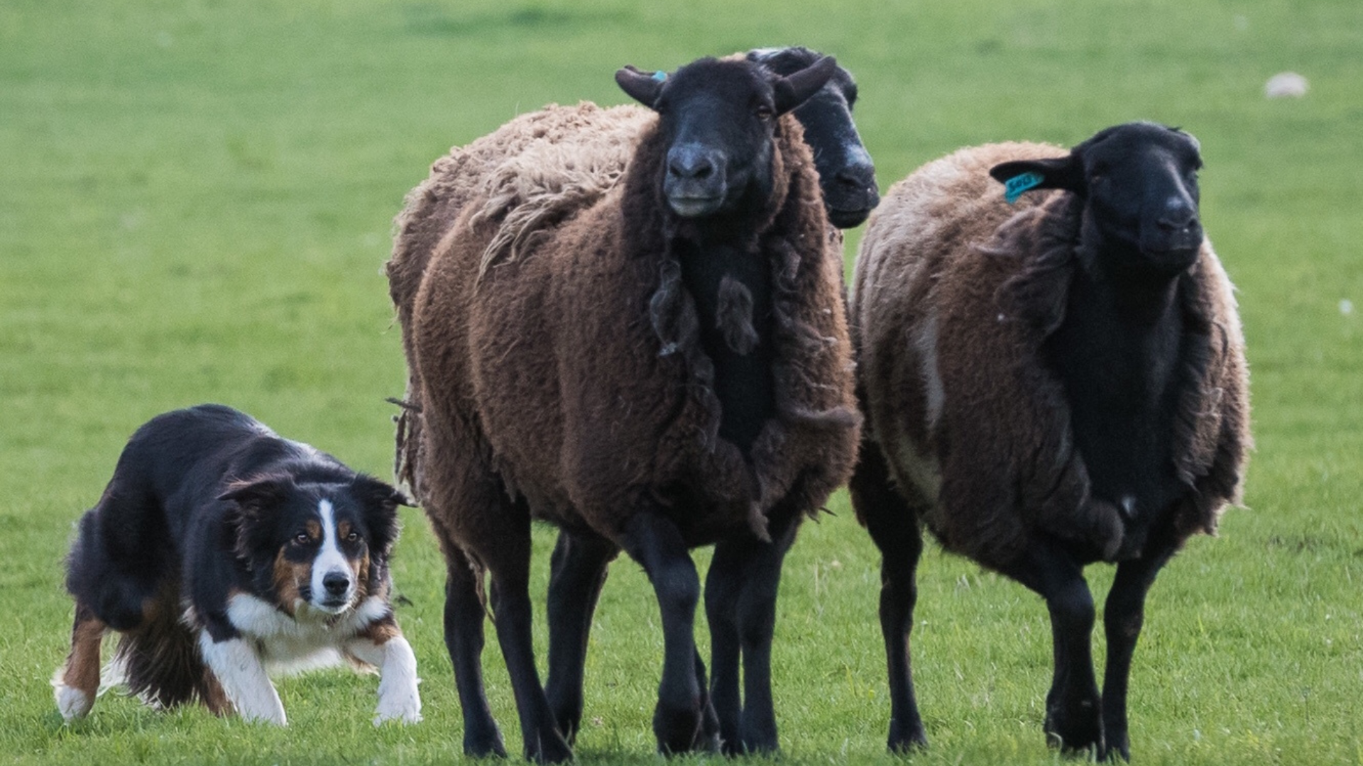 sheep dog herding