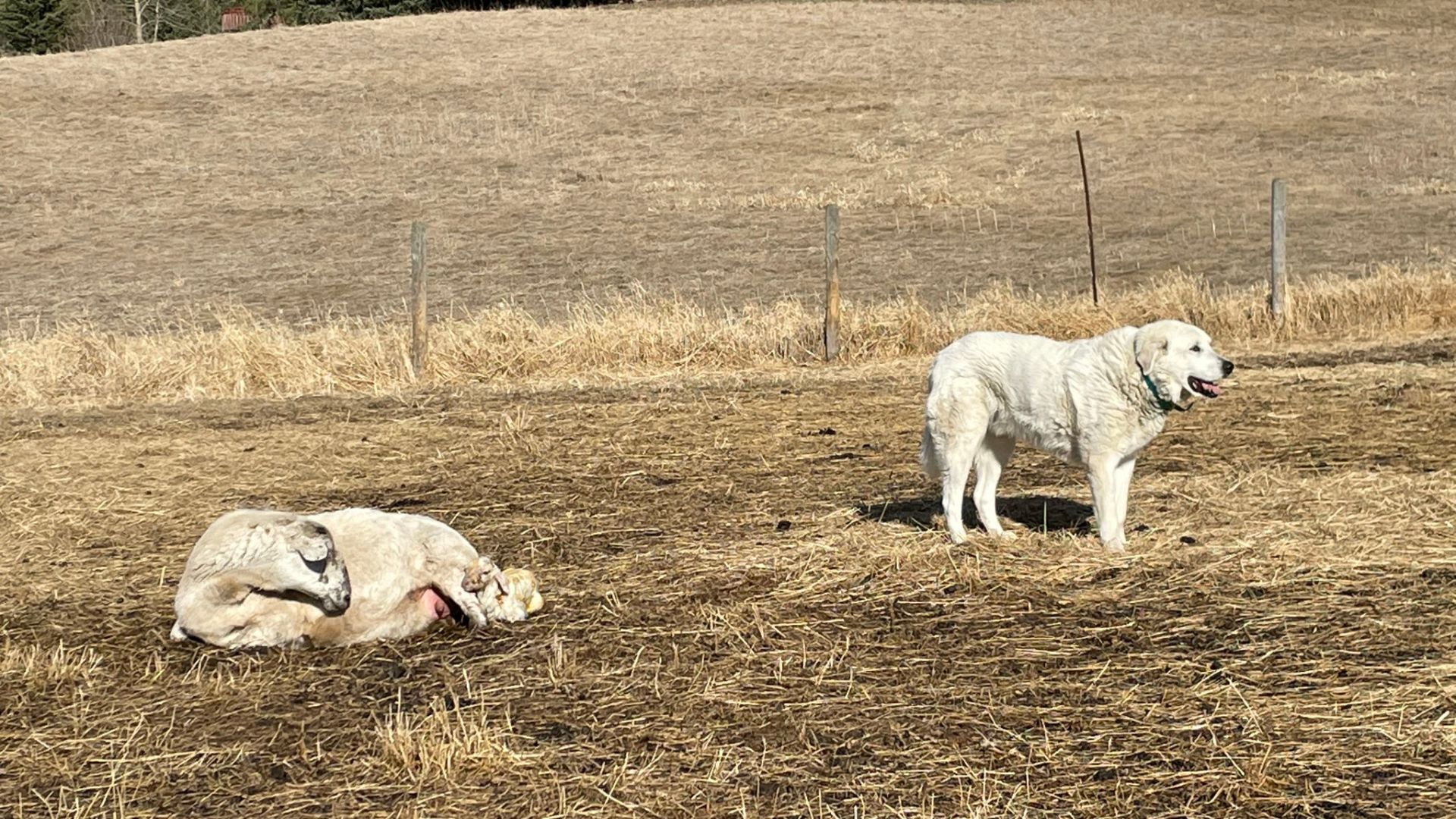 livestock guardian dog livestock guardian dog