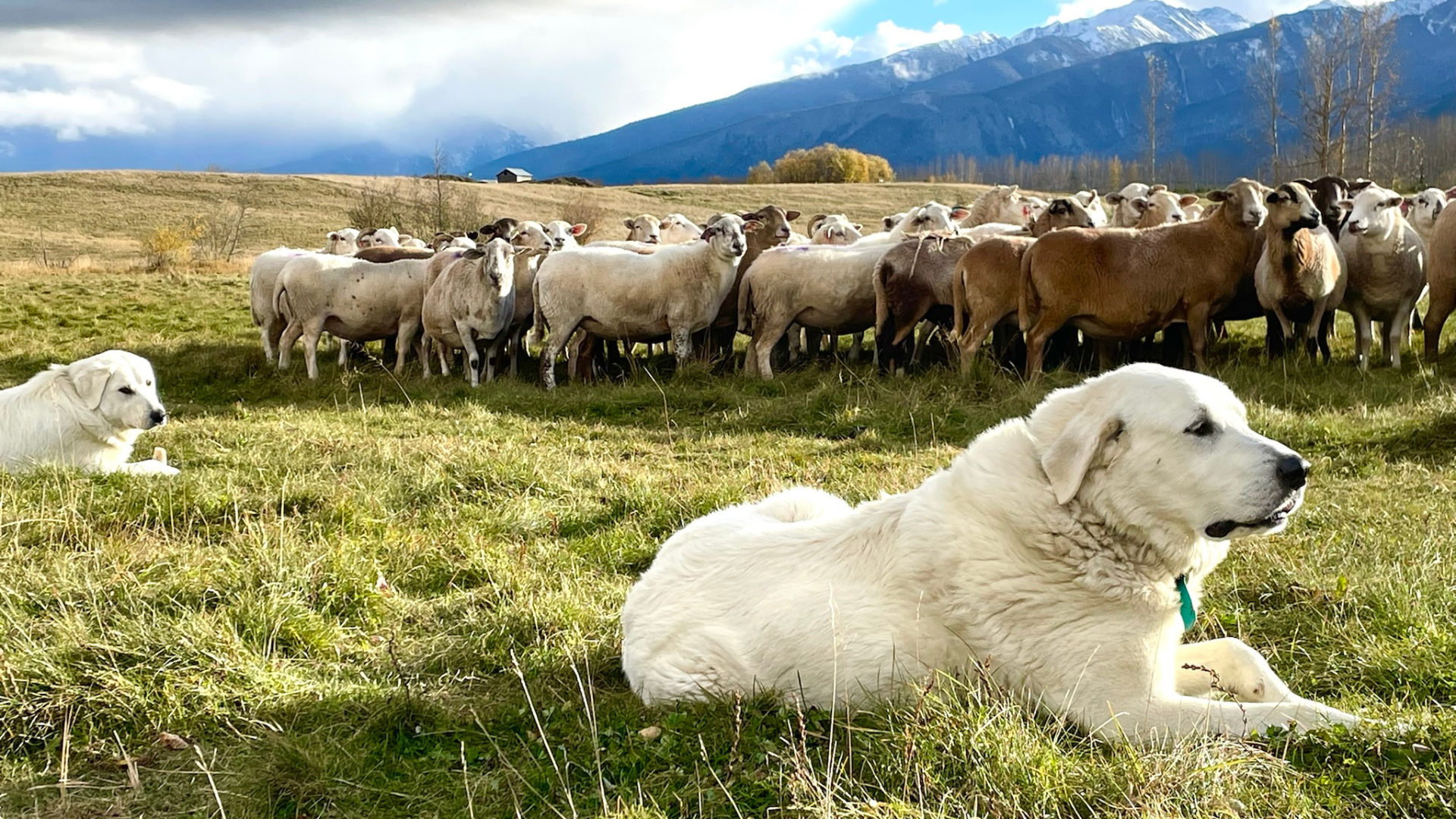 livestock guardian dogs livestock guardian dogs