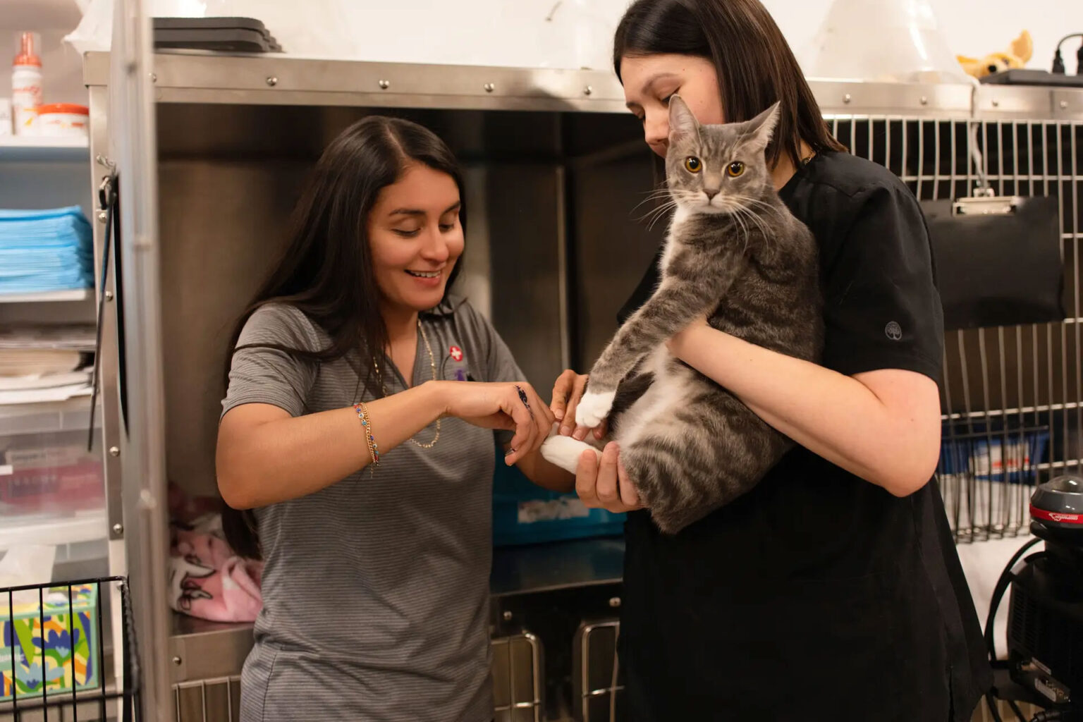 Veterinarian holding a purring healthy cat during a gentle examination at Faithful Friends Animal Hospital in Ave Maria, Florida