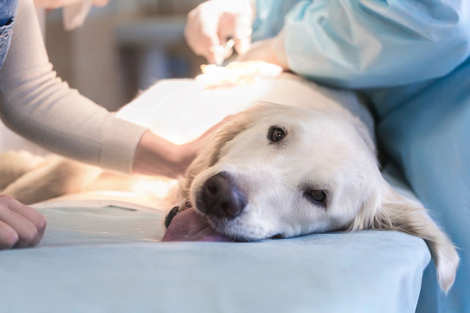 Modern state-of-the-art veterinary clinic examination and diagnostic ultrasound suite