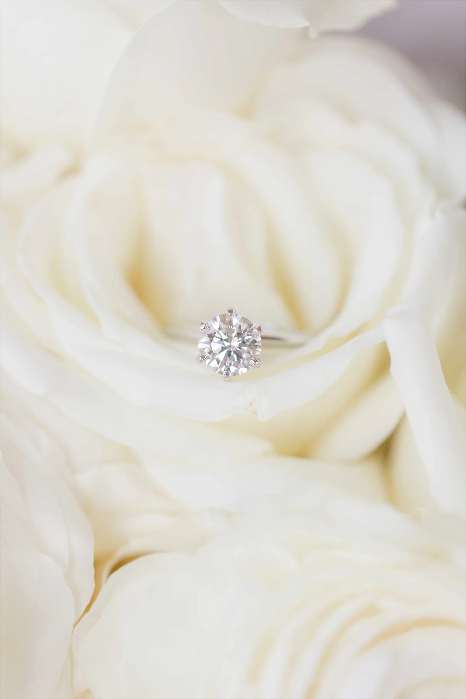 Stephanie and Cliff — wedding ring on a white rose
