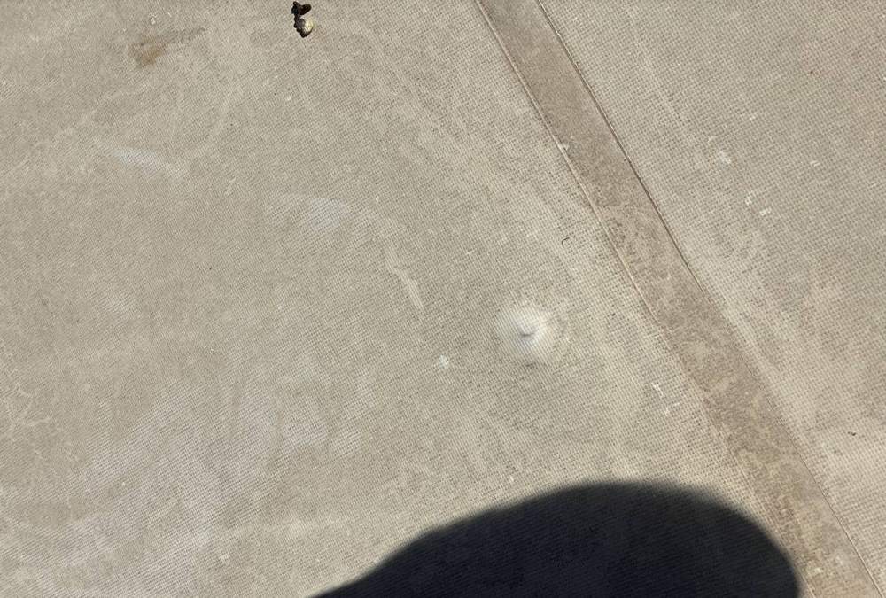 Close-up of a raised spot on the low-slope roof membrane at Hoppers Bar & Grill, flagged during a moisture scan, June 2026