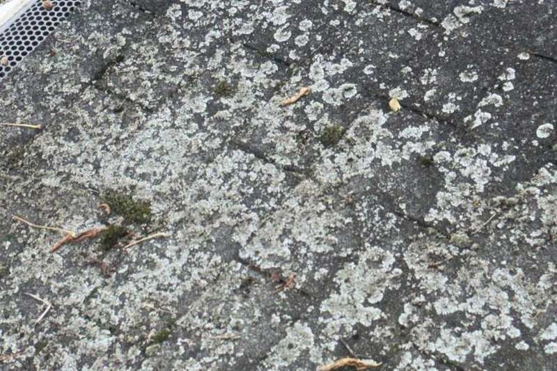 Lichen and moss growing on shaded asphalt shingles on a Minnetonka roof, October 2025