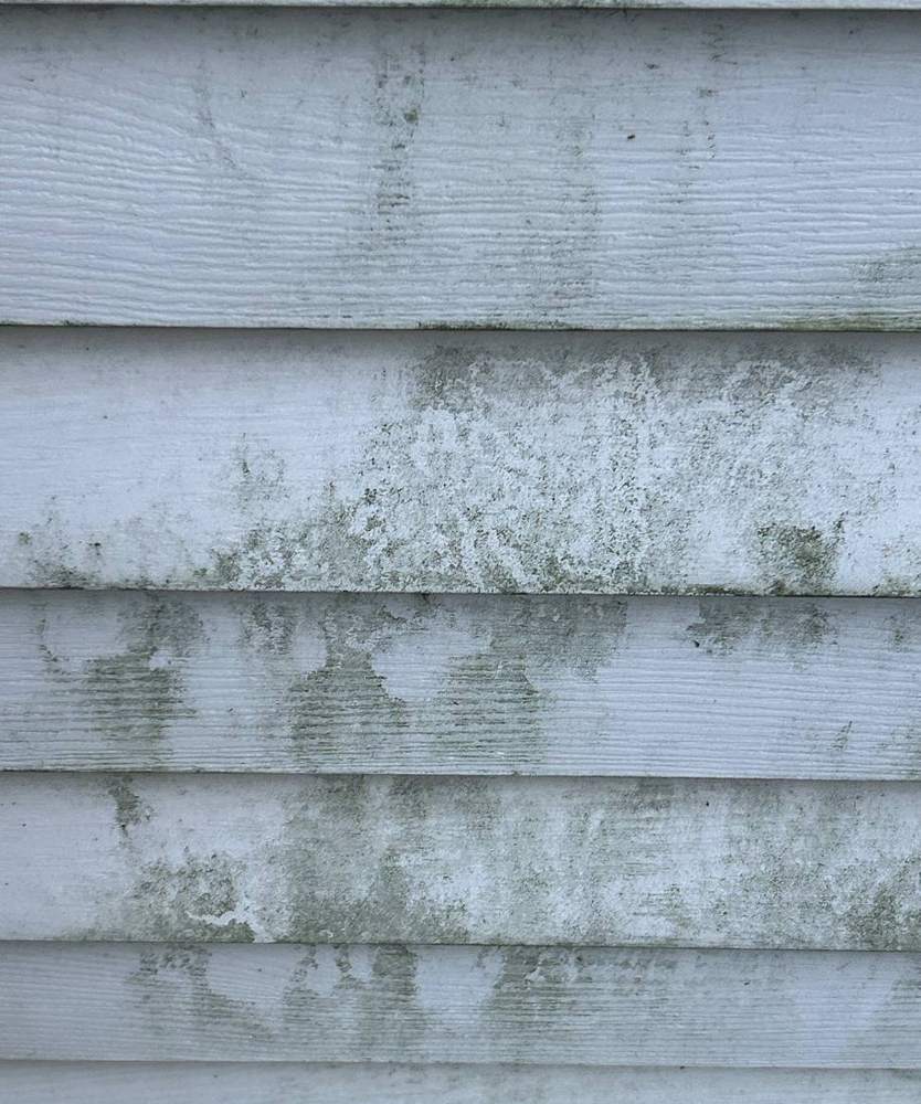 Algae staining on siding photographed during a Newport inspection, September 2025