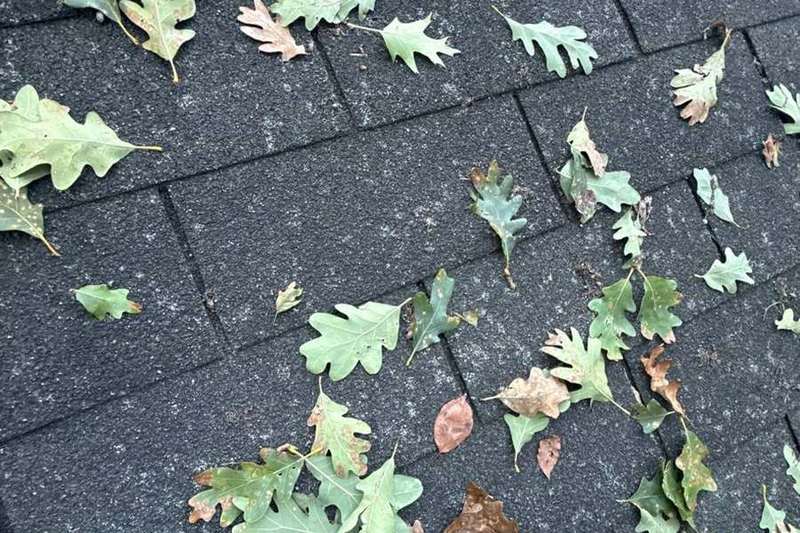 Freshly fallen oak leaves on asphalt shingles during a Minnetonka roof inspection the day after the September 2025 hailstorm