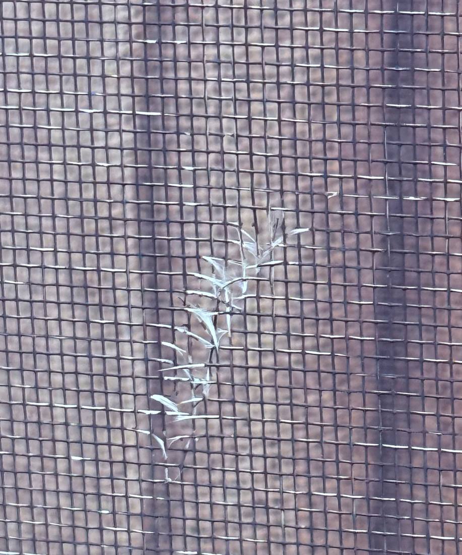 Hail tear in a window screen on a Bolingbrook townhome, May 2026