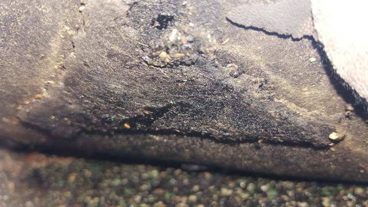Cracked, brittle shingle edge photographed up close at Maple Park Shores