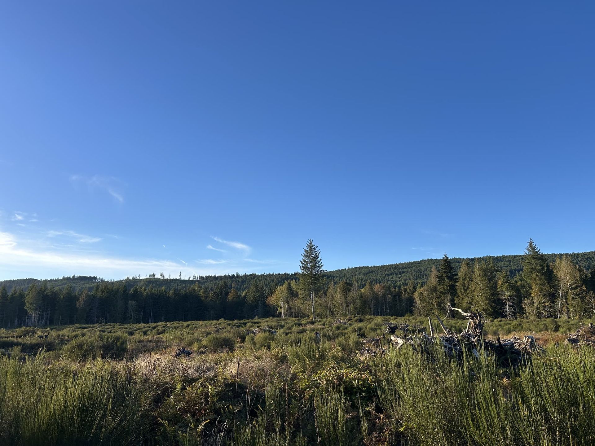 Wide open meadow with a lone fir and forested ridge