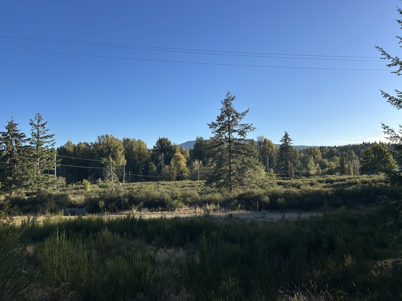 Open meadow with firs and a mountain on the horizon