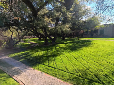 Turf Installation in Marana