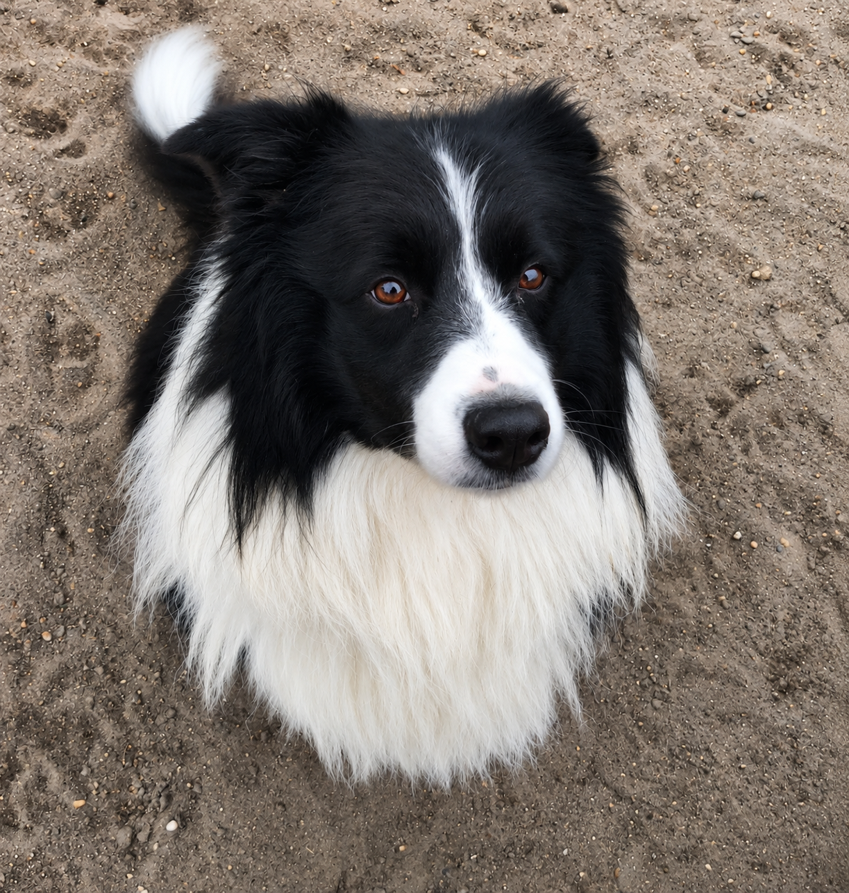 Happy dog looking up