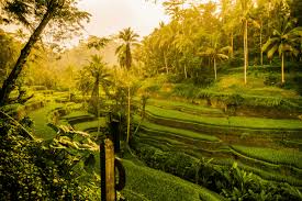 Coffee and spice plantation