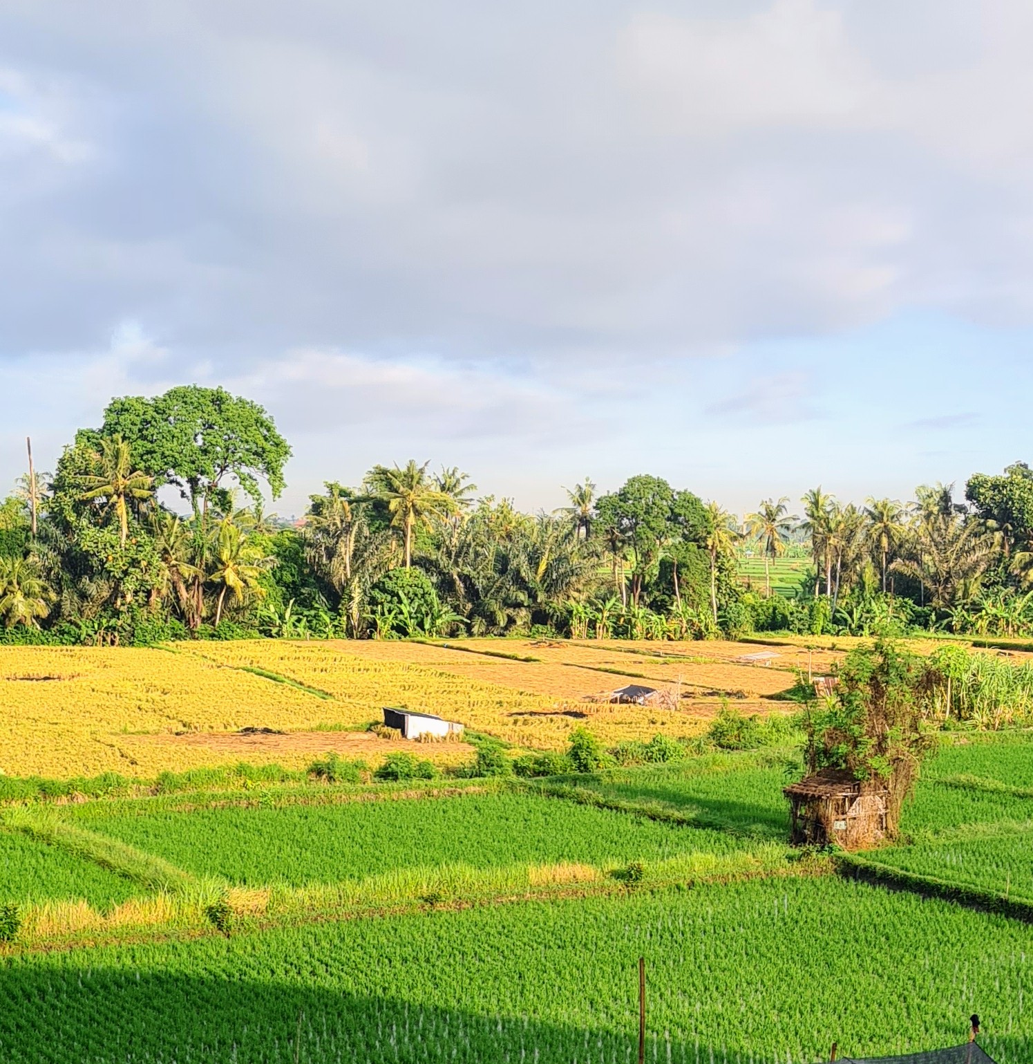 Rice field walk