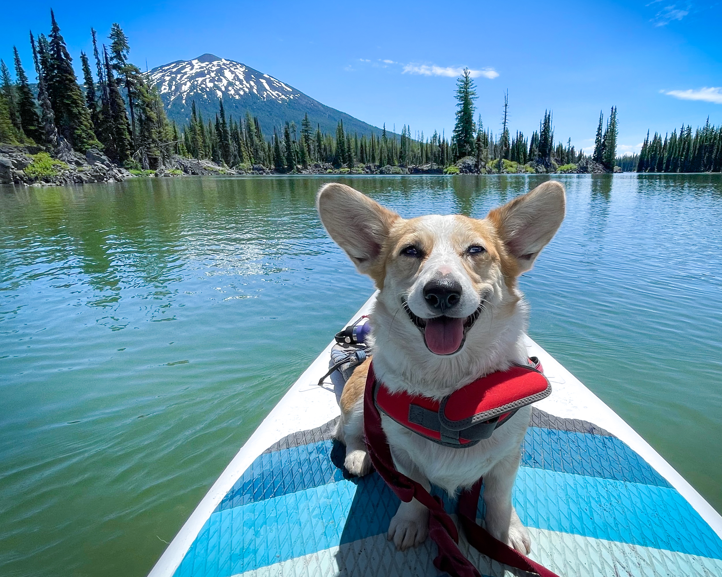 Maja the corgi on a paddleboard