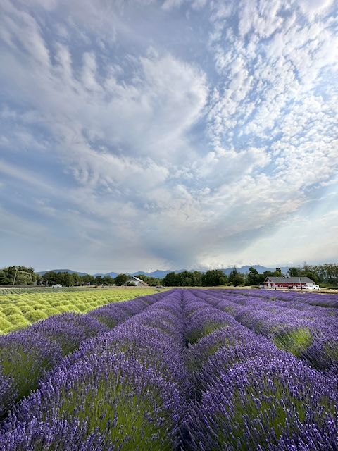 After: dramatic lavender rows leading to mountains