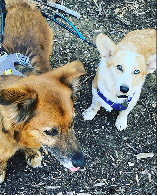 Before: snapshot of two dogs, flat angle