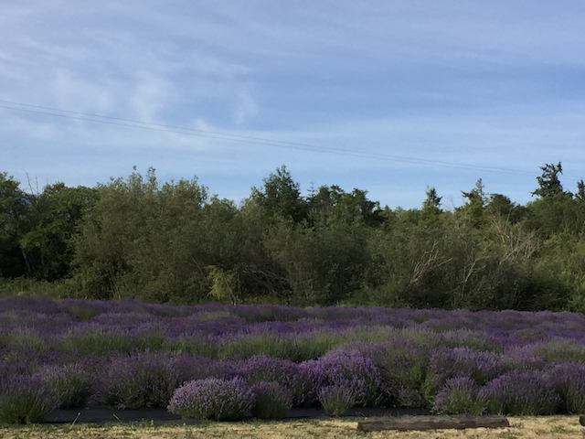 Before: flat lavender field shot