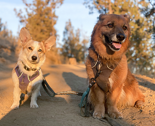After: golden hour portrait of two dogs