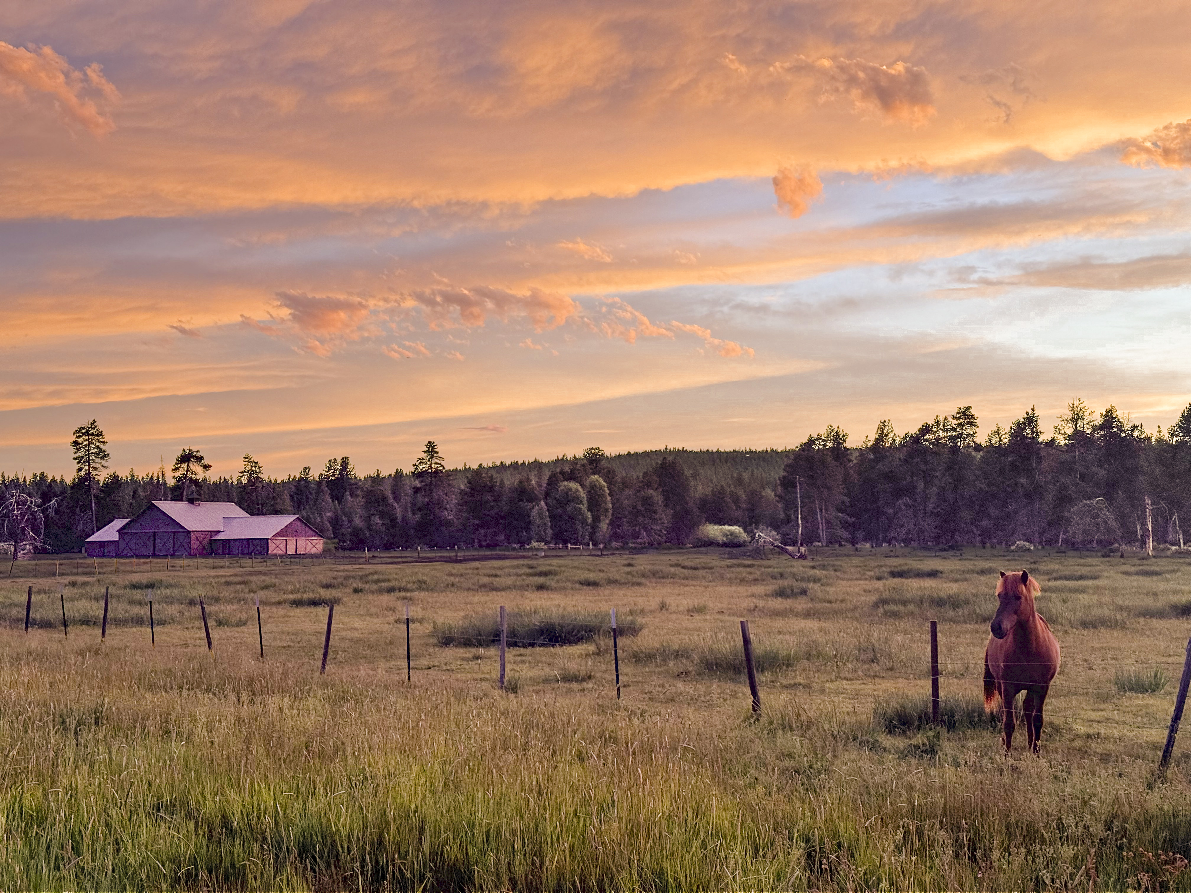 Horses at golden sunset