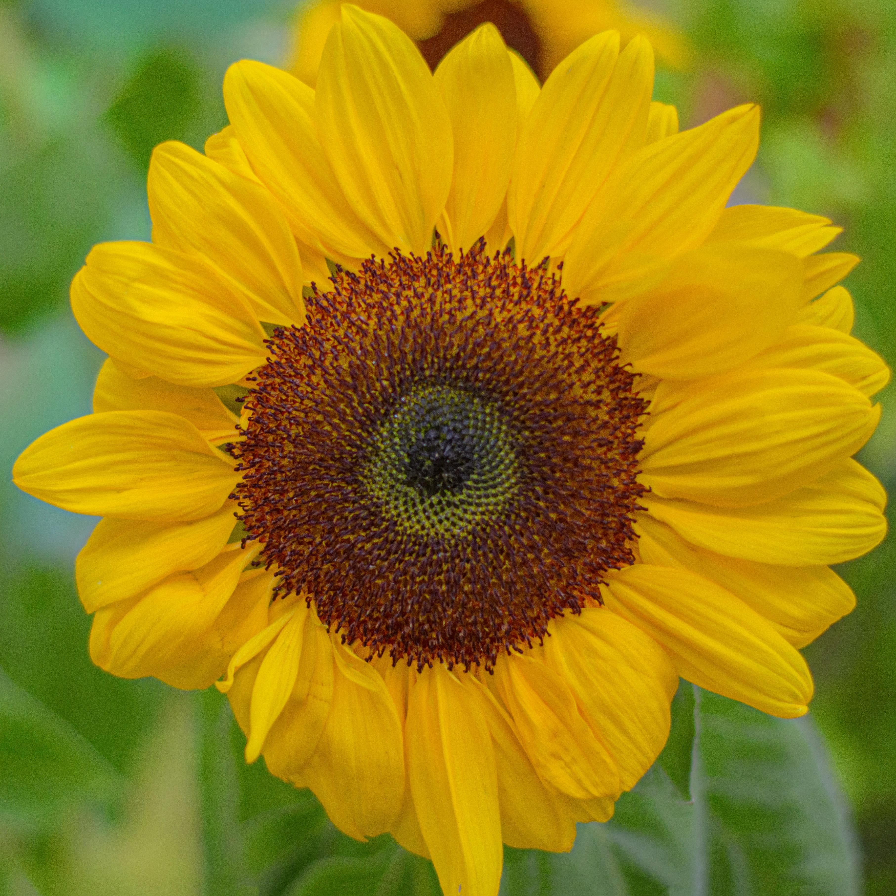 Sunflower spiral pattern