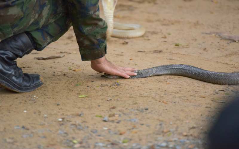 Snake Control Power Snake Control in Lahore | Expert Snake Removal & Prevention