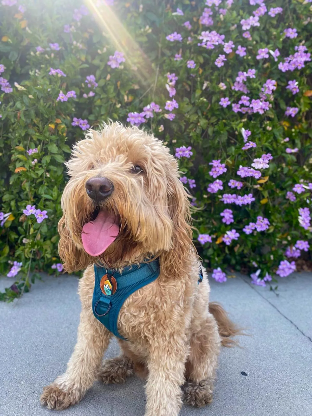 Milo, a curly apricot-colored dog, sitting in front of purple flowers with his tongue out