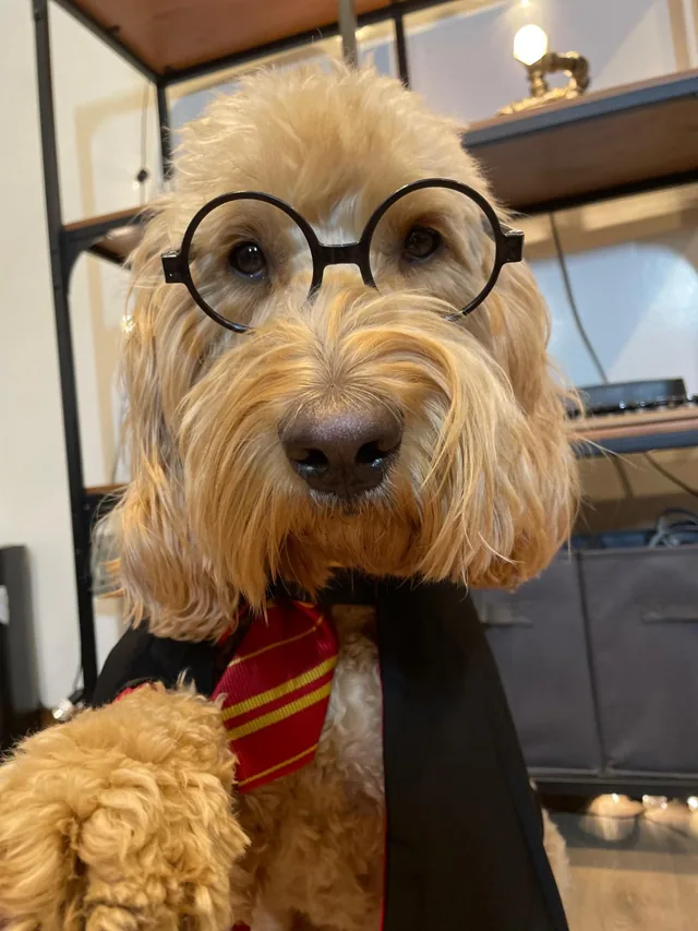 Milo wearing round black glasses