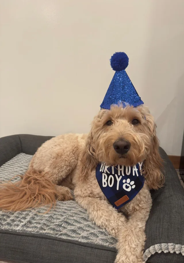 Milo in a blue party hat and a bandana that says birthday boy